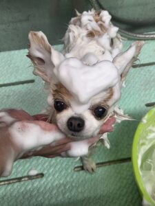 すみれちゃんのトリミング写真