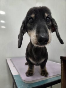 そらくんのトリミング写真