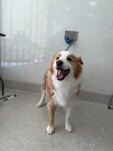 茶々(ちゃちゃ)ちゃんのトリミング写真