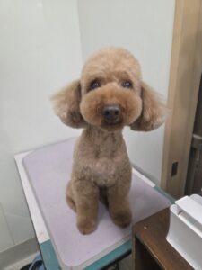 茶々丸くんのトリミング写真