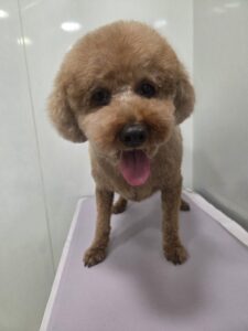 チョコくんのトリミング写真