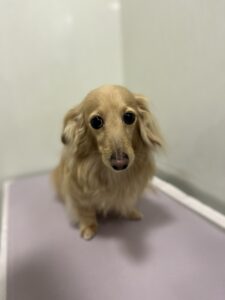 てんくんのトリミング写真