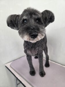 3月7日のわんこたちの写真