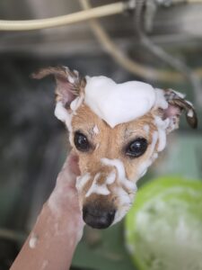 ナッツくんのトリミング写真