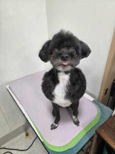 ＮＩＣＯ (にこ)くんのトリミング写真