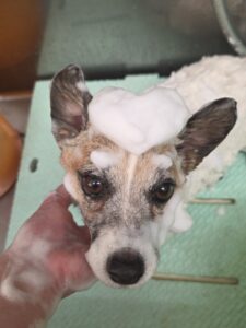 ハナちゃんのトリミング写真