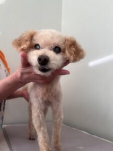 はなちゃんのトリミング写真