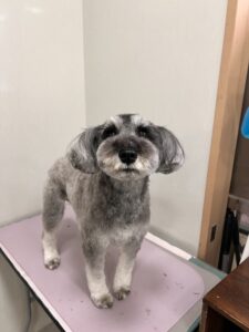 はなちゃんのトリミング写真