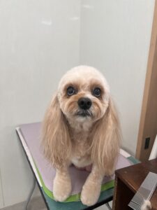 3月20日のわんこたちの写真