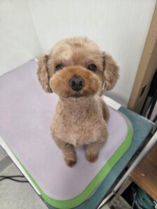 はるまちゃんのトリミング写真