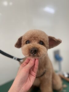 ひいろくんのトリミング写真