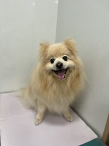 ひなたくんのトリミング写真