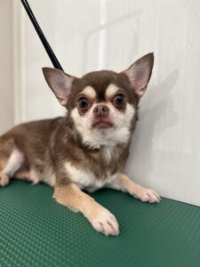 ひなちゃんのトリミング写真