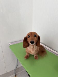 ひめちゃんのトリミング写真