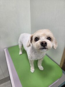 ベルちゃんのトリミング写真