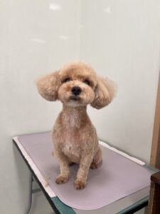 ぽちゃろーちゃんのトリミング写真