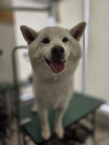 マサハルくんのトリミング写真