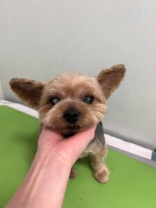 ミクちゃんのトリミング写真