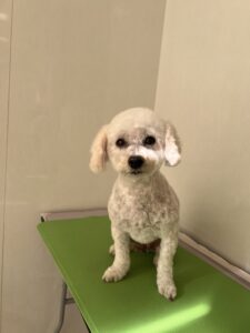 メルちゃんのトリミング写真