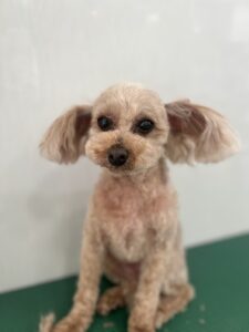 モカちゃんのトリミング写真