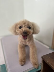 もなかちゃんのトリミング写真