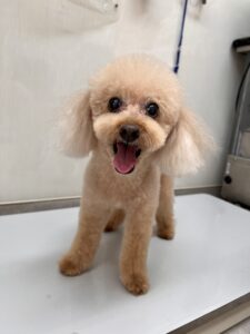 ラムちゃんのトリミング写真