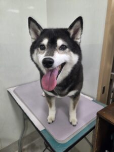 オーマちゃんのトリミング写真