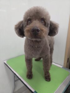 クロくんのトリミング写真