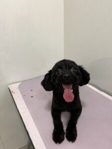 コロくんのトリミング写真