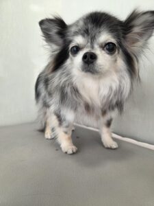 サニーちゃんのトリミング写真