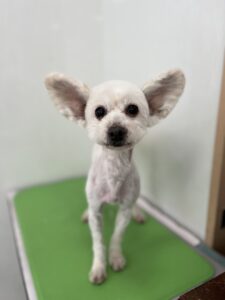 セイくんのトリミング写真