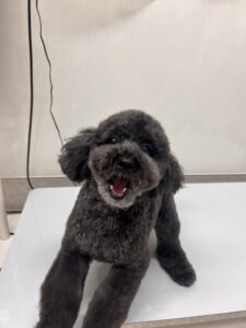 チェルくんのトリミング写真