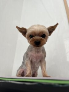 チョコちゃんのトリミング写真