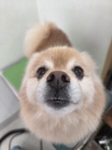 チョビくんのトリミング写真