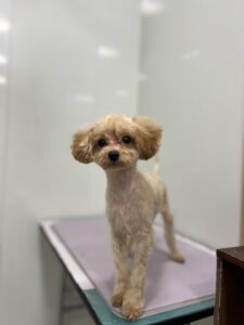 チロルくんのトリミング写真