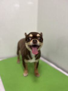 ニコちゃんのトリミング写真