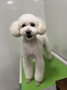 ハッピーちゃんのトリミング写真