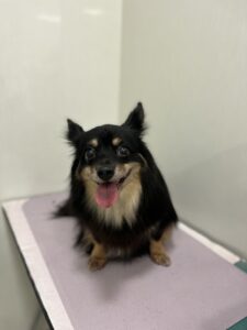 ハルちゃんのトリミング写真