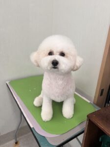 3月6日のわんこたちの写真