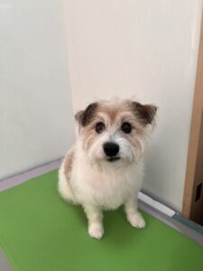 マッシュくんのトリミング写真