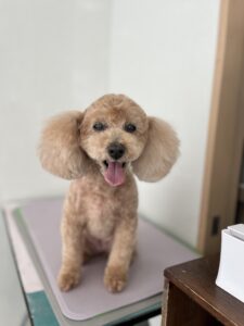 マロンちゃんのトリミング写真