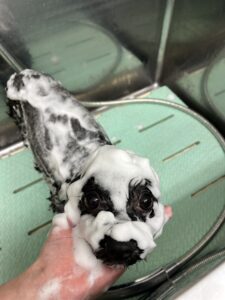 モナちゃんのトリミング写真