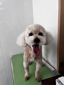 ラックくんのトリミング写真