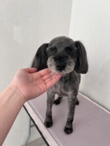 リアンちゃんのトリミング写真