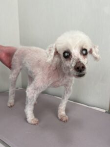 リランくんのトリミング写真