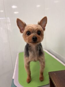 ルイくんのトリミング写真