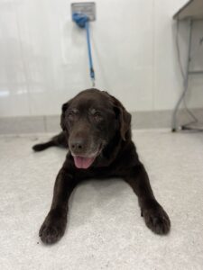 レオくんのトリミング写真