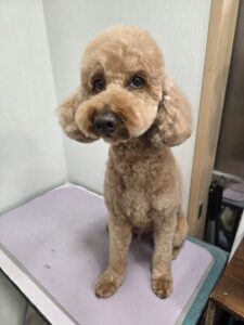 レオンくんのトリミング写真