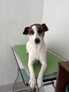 レオンくんのトリミング写真