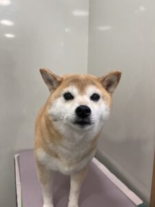 マロンちゃんのトリミング写真